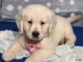 Golden Retriever dogs Juliet - Ad 28