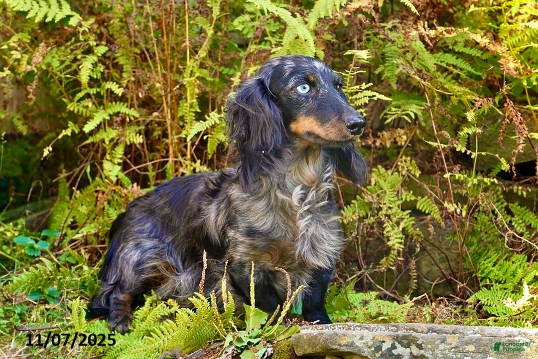 Miniature Dachshund dogs for sale: Snuggles   - Ad 6