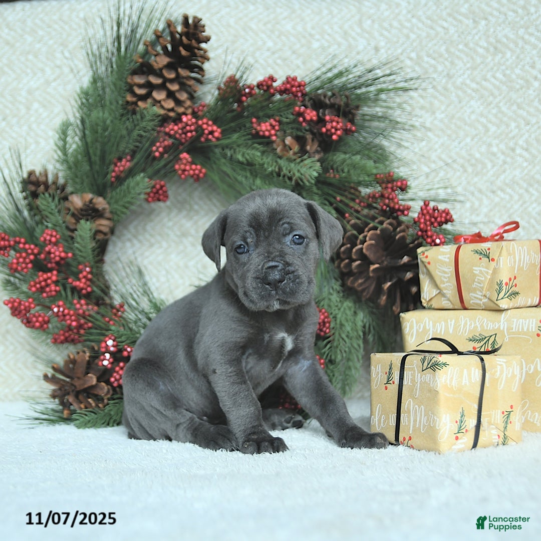 Cane Corso dogs for sale: Joy - Ad 11