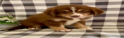 Australian Shepherd dogs for sale: Sherman - Ad 3