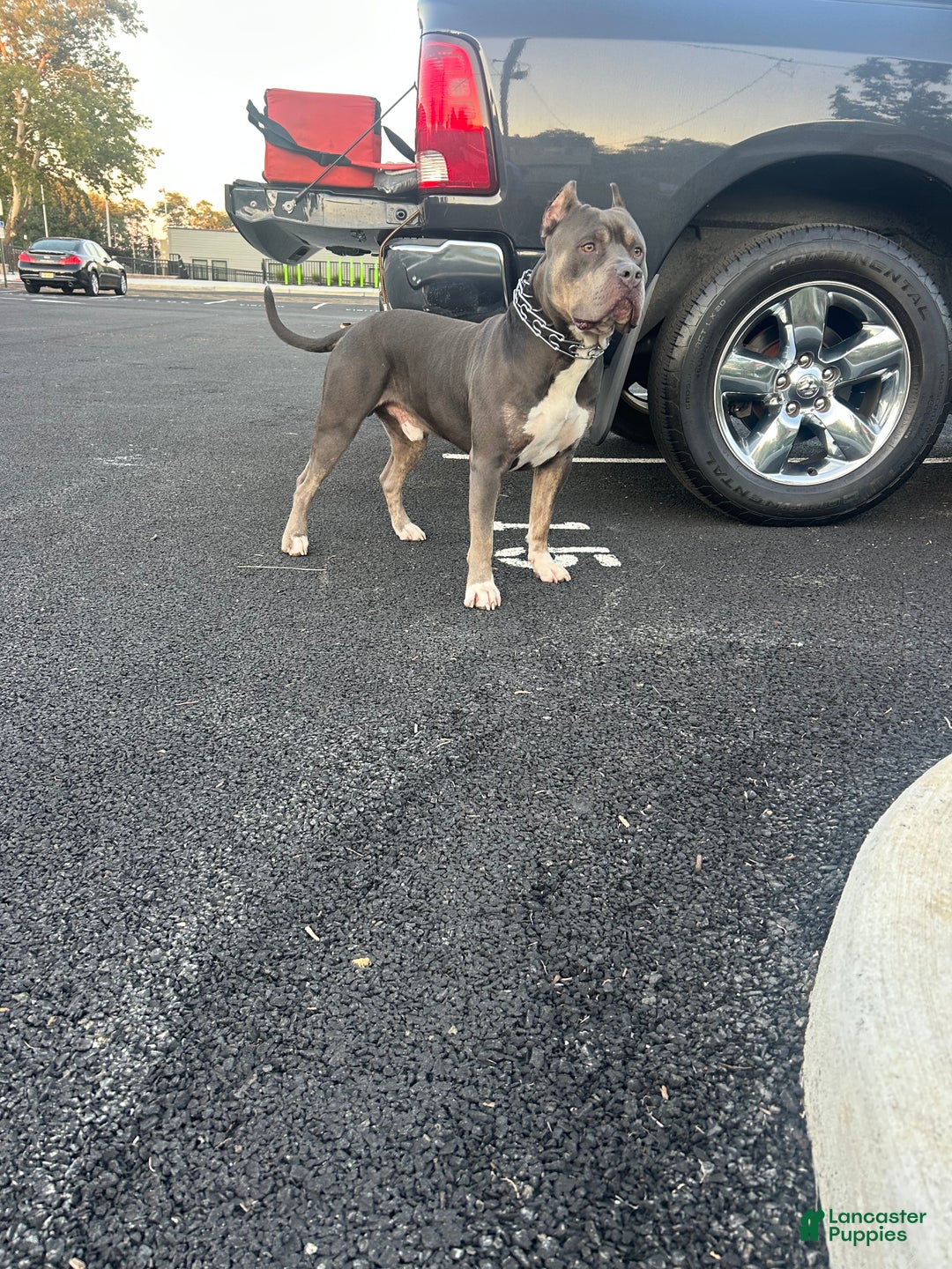 American Bully dogs for stud: KFK Ace  - Ad 2