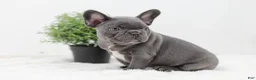 French Bulldog dogs for sale: Garrett - Ad 4