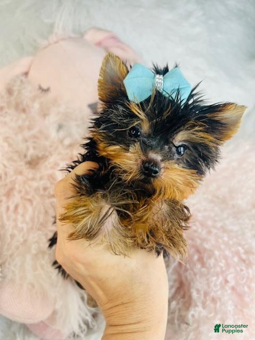Yorkshire Terrier dogs for sale: teacup Yorkshire Terrier Puppy 1 - Ad 4