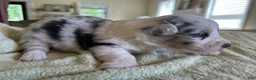 Mixed Breed dogs for sale: Laken - Ad 4