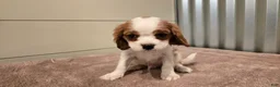 Cavalier King Charles Spaniel dogs for sale: Diego - Ad 8