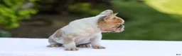 French Bulldog dogs for sale: Copper - Ad 4
