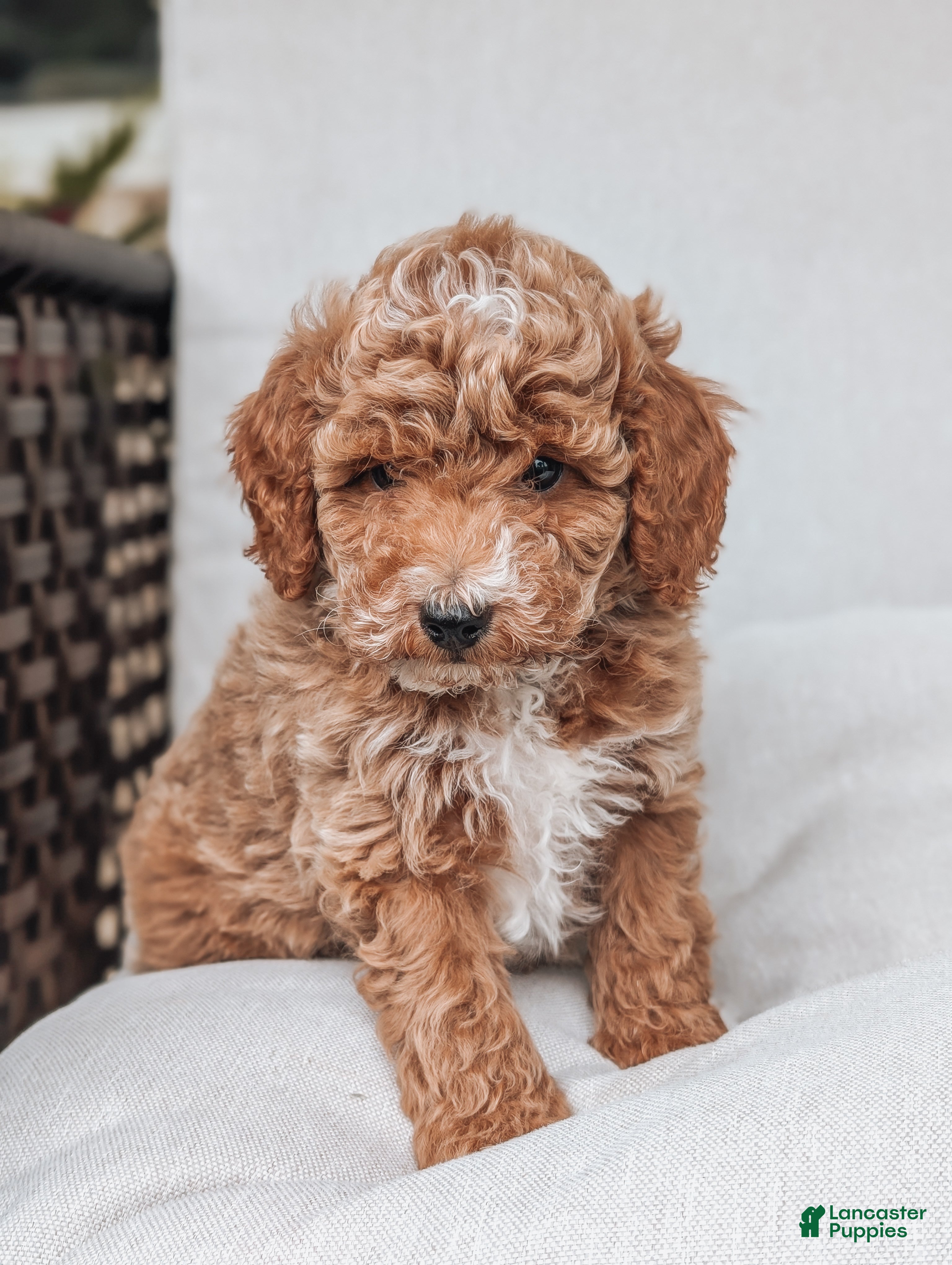 Bichpoo dogs Tommy - Ad 2