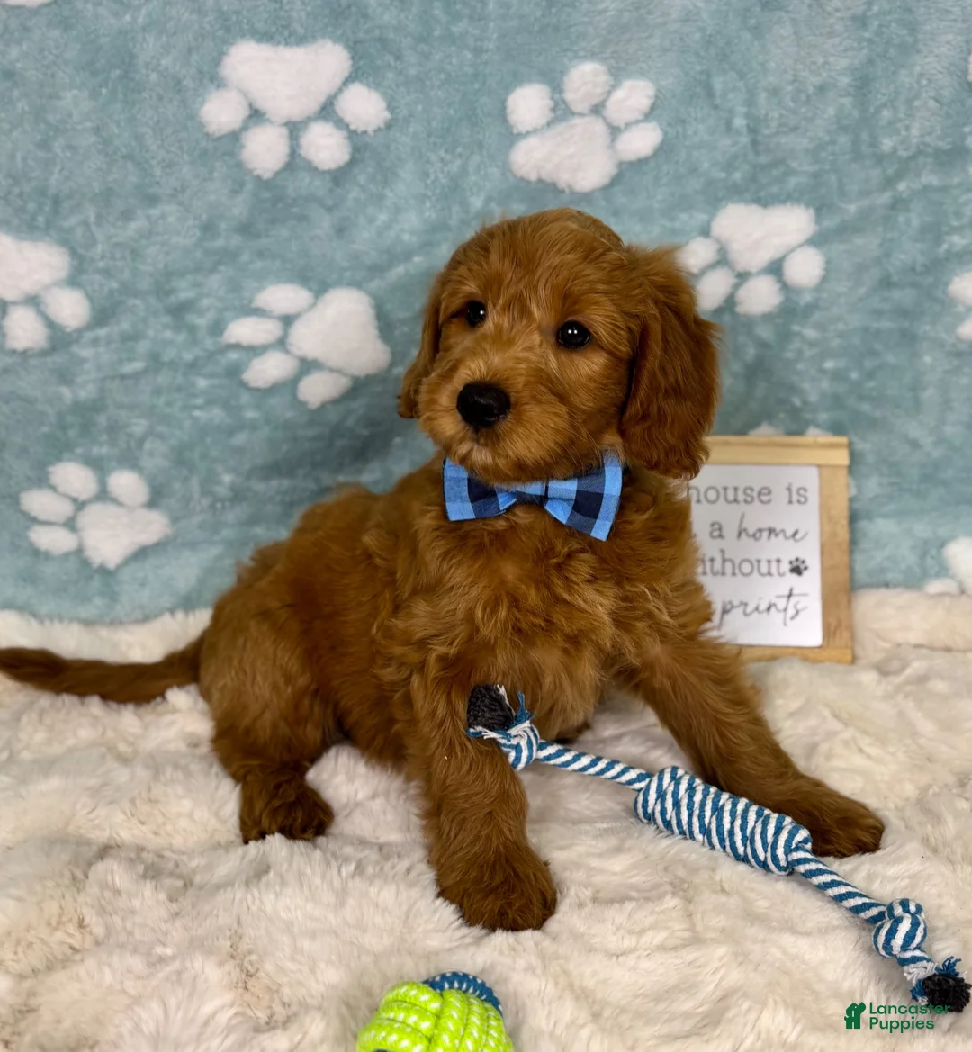 Mini Goldendoodle dogs for sale: Finn - Ad 1