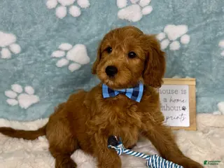 Mini Goldendoodle dogs Finn - Ad 41