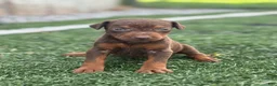 Doberman Pinscher dogs for sale: Zoe - Ad 5