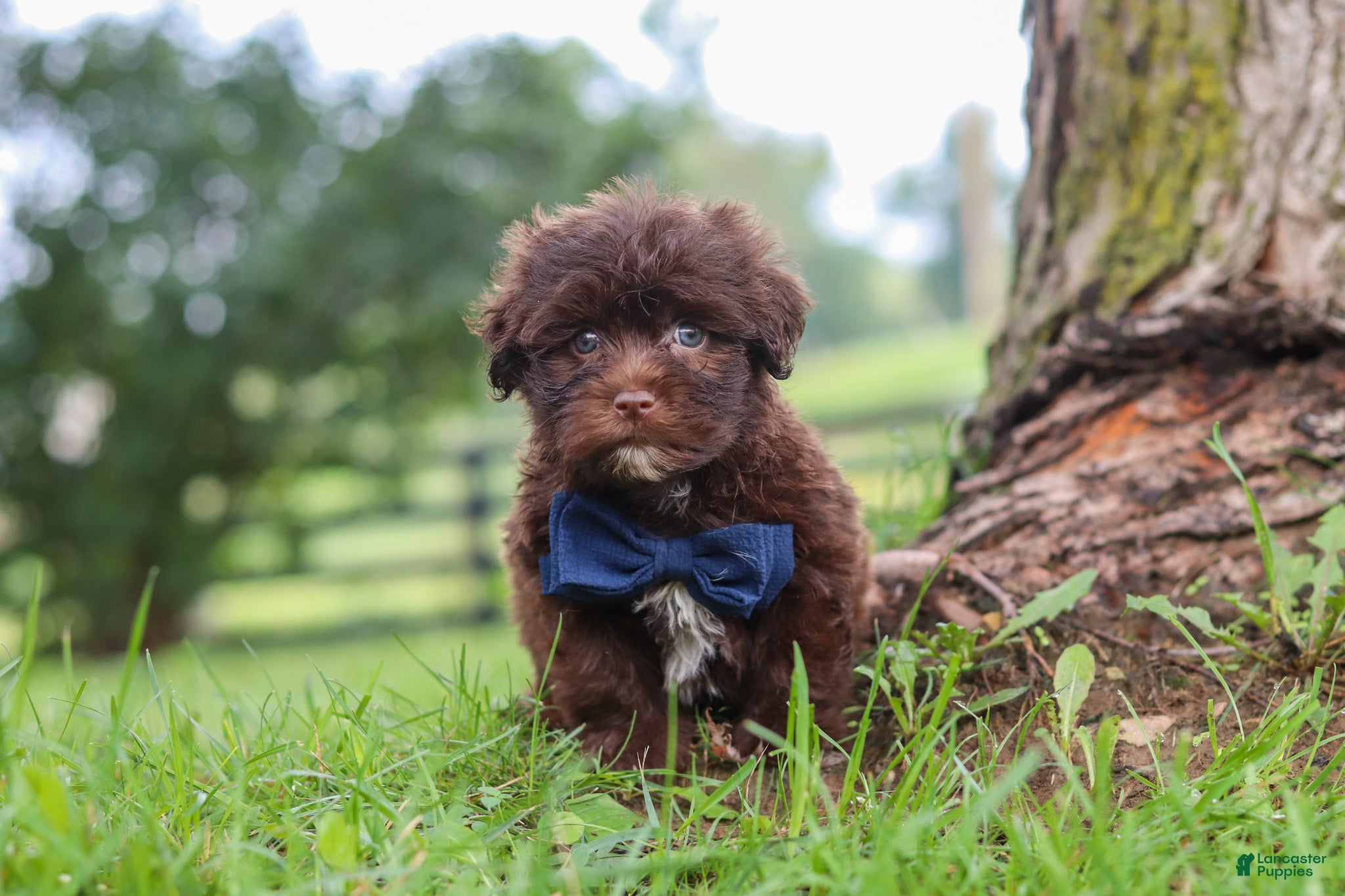 Havanese dogs Arlo - Ad 2
