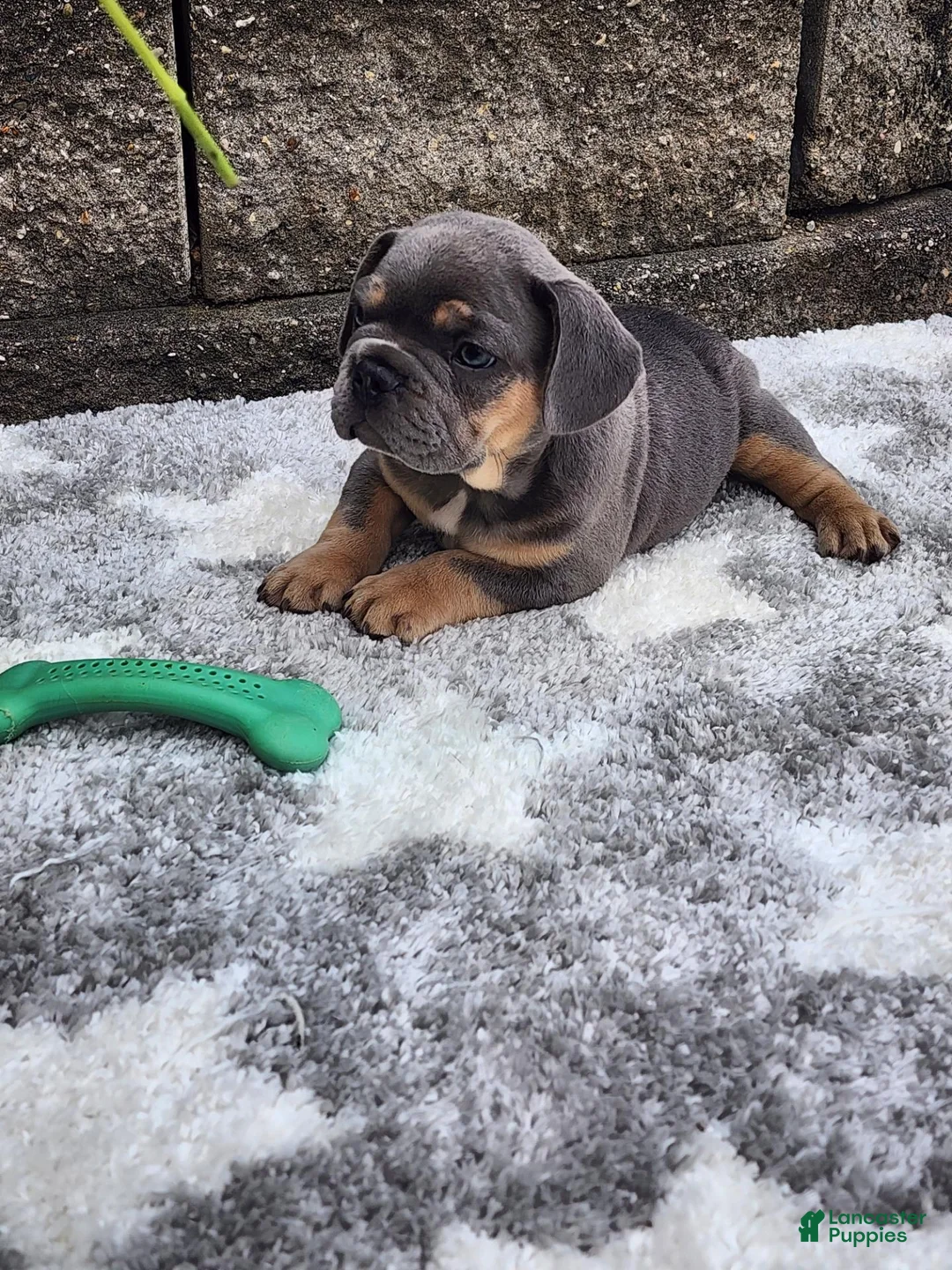 French Bulldog dogs for sale: Quinn  - Ad 2