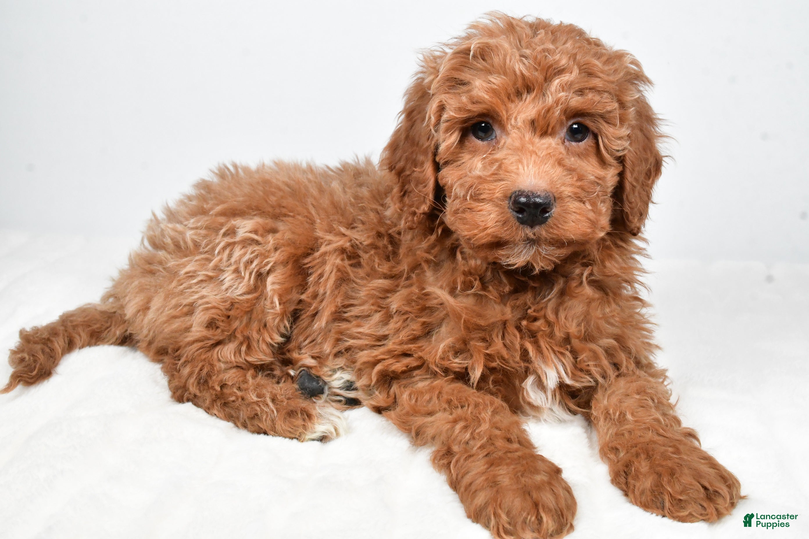 Mini Goldendoodle dogs Nemo - Ad 1