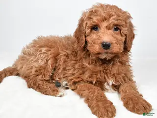 Mini Goldendoodle dogs Nemo - Ad 1