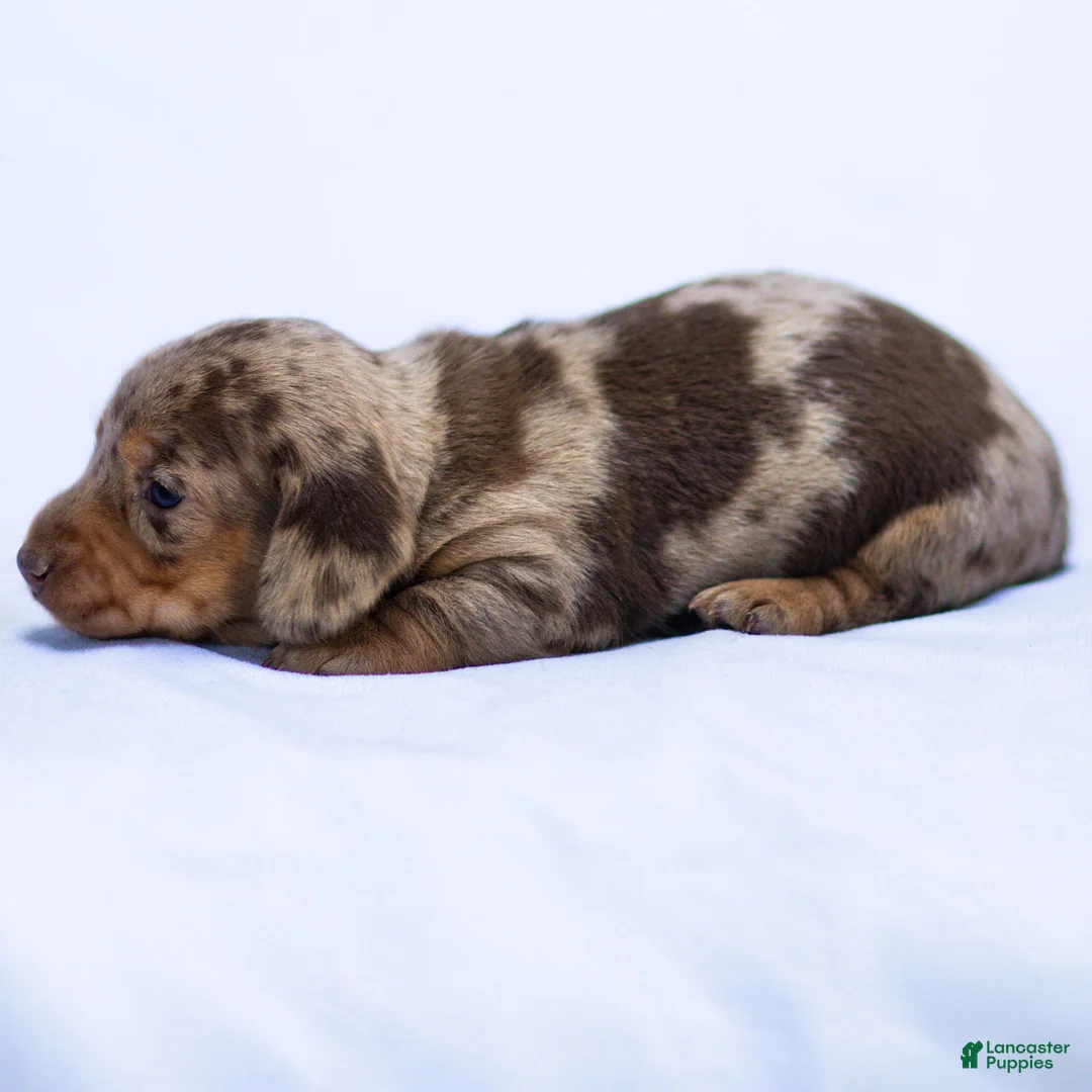 Miniature Dachshund dogs for sale: Junie Miniature Dachshund Puppy  - Ad 2