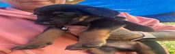 Mixed Breed dogs for sale: Doberman German shepherd  - Ad 5