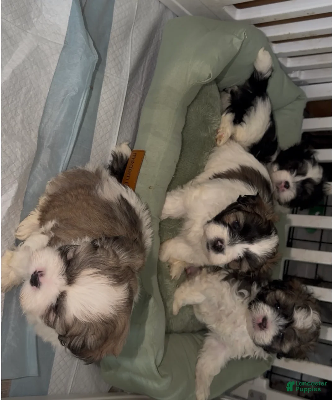 Malshi dogs for sale: Cruz  - Ad 4