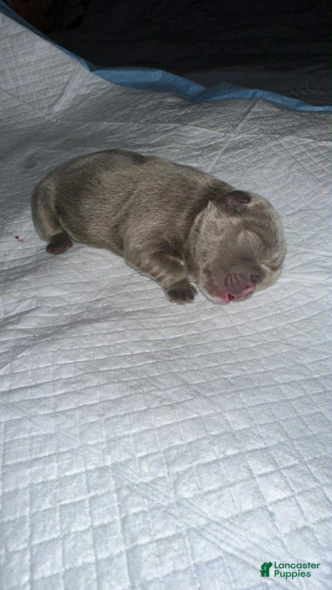 English Bulldog dogs for sale: Lilac and White Male - Ad 10