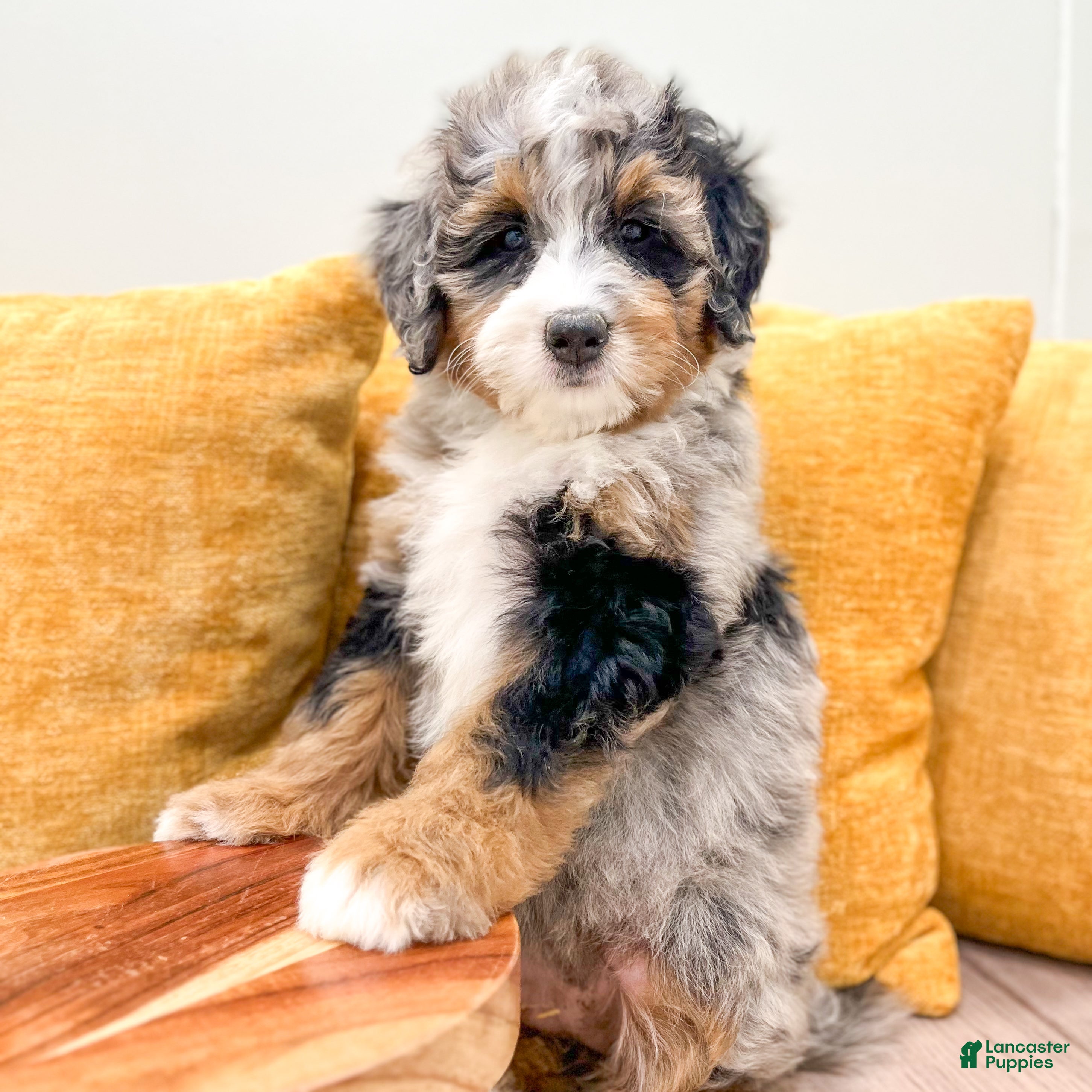 Mini Bernedoodle dogs Amber - Ad 2