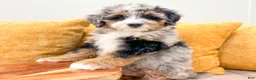 Mini Bernedoodle dogs for sale: Amber - Ad 2