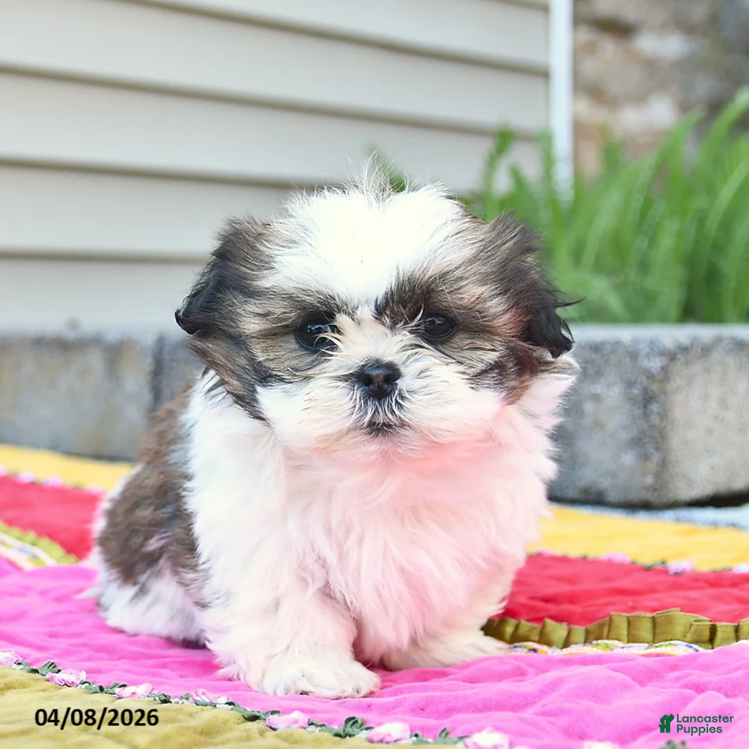 Shih Tzu dogs for sale: Dandelion  - Ad 2
