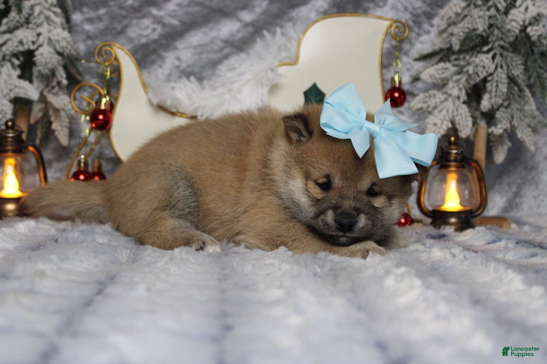 Shiba Inu dogs for sale: Brandy  - Ad 5