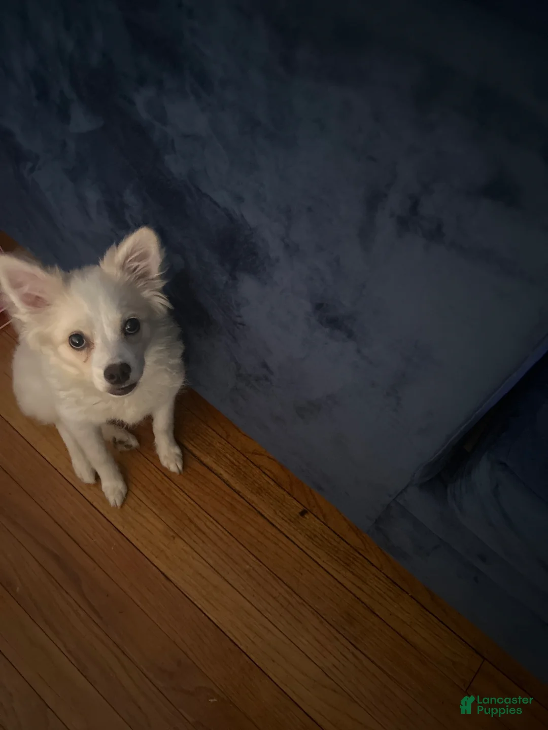 American Eskimo dogs for sale: American Eskimo Puppy 1 - Ad 2