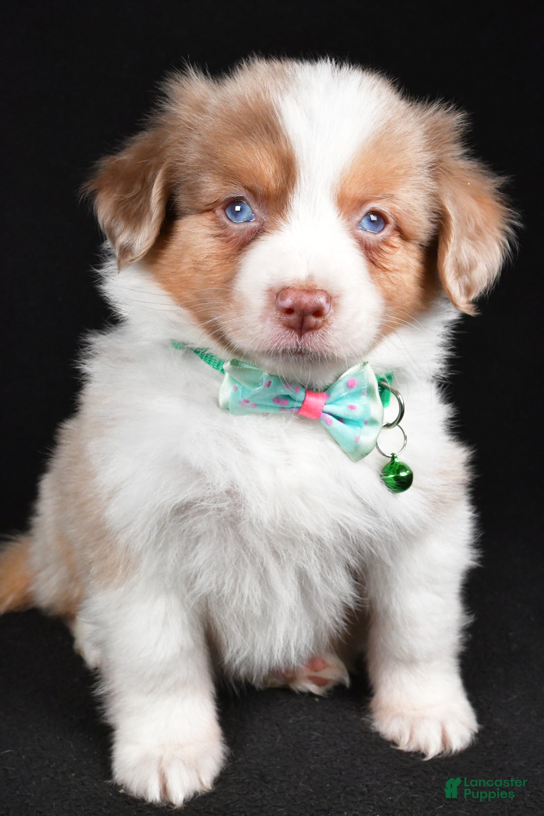 Mini Aussiedoodle dogs for sale: Snickers - Ad 6