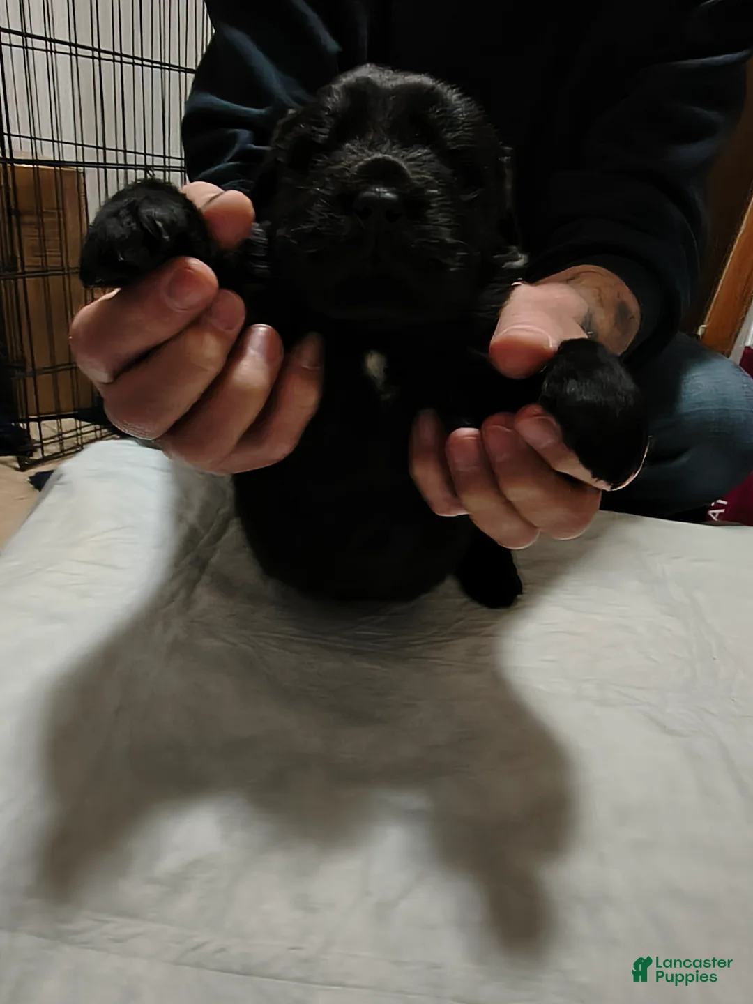 Newfoundland dogs for sale: Dark Blue collar  - Ad 2