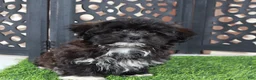 Shorkie dogs for sale: Bonnie Precious Female Shorkie Puppy - Ad 3