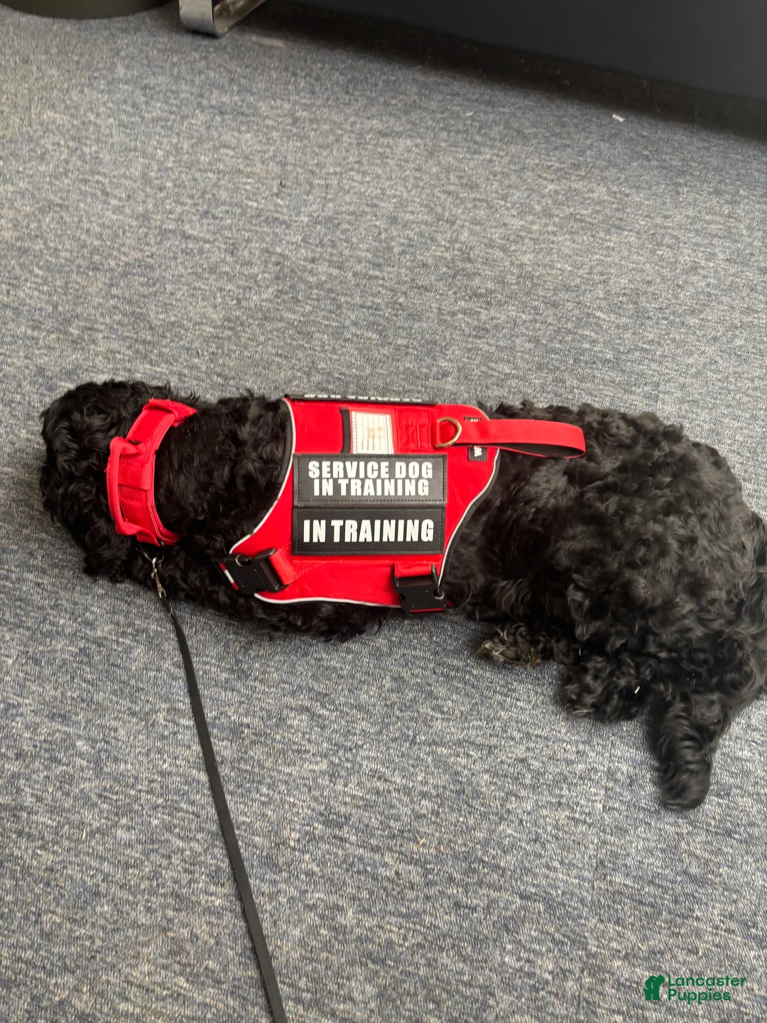 Labradoodle dogs for sale: Labradoodle for sale 43227 - Ad 1