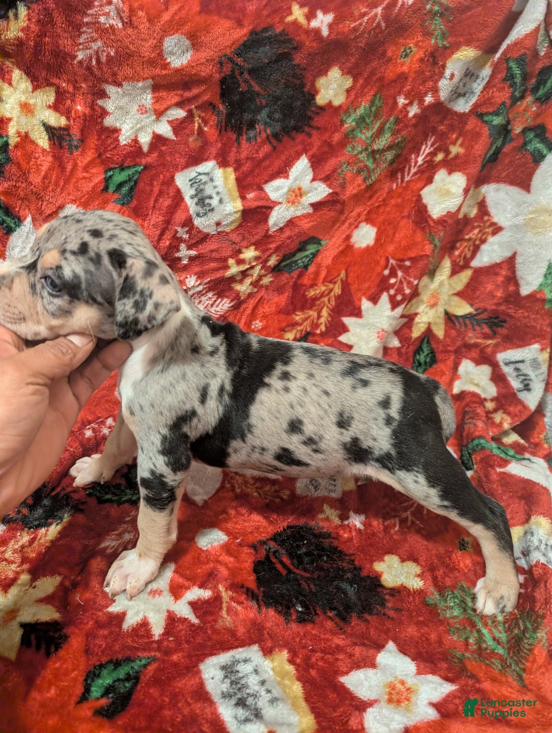 American Bully dogs for sale: American Bully Puppy 7 - Ad 1