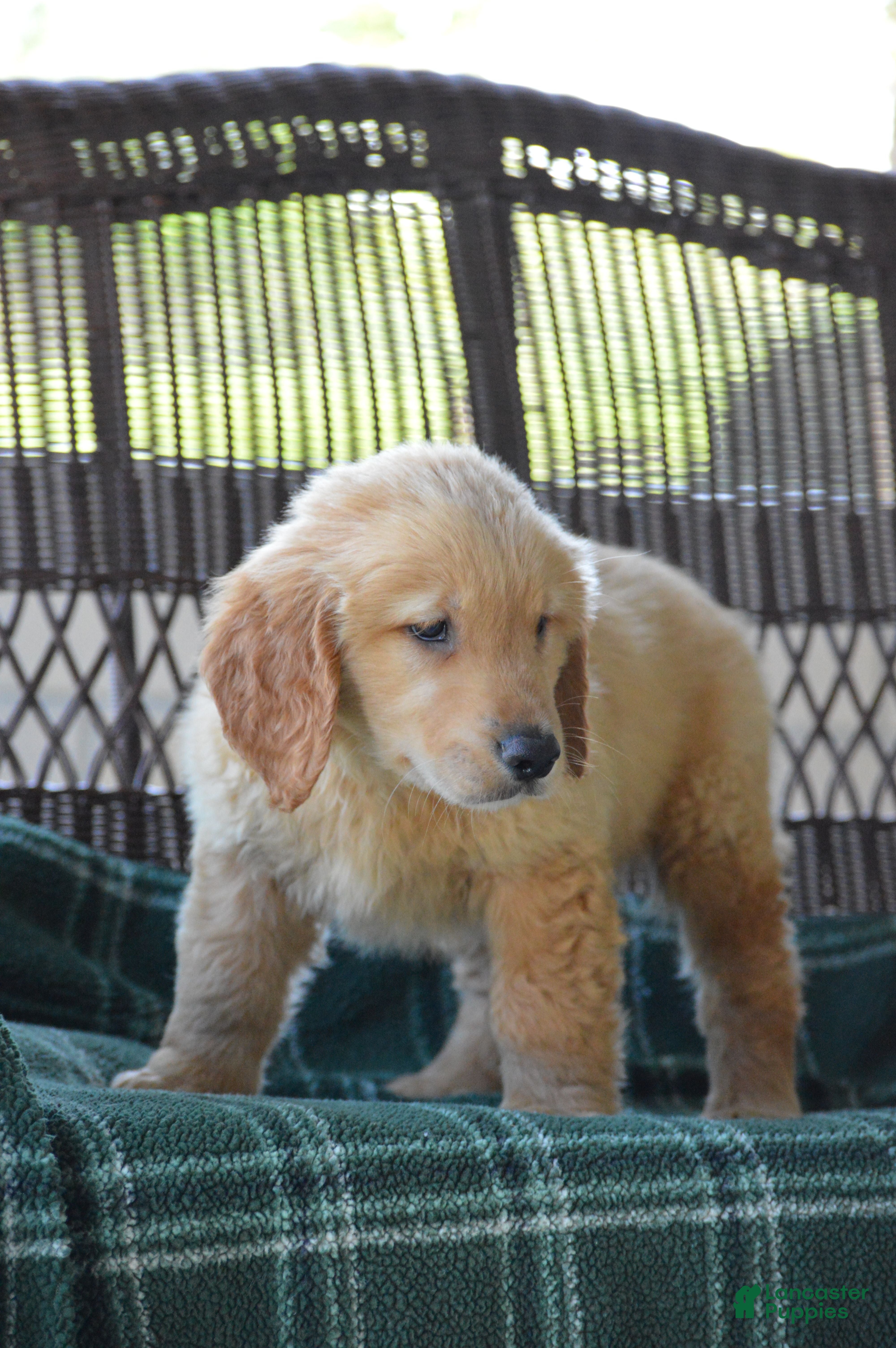 Golden Retriever dogs Hunter - Ad 1