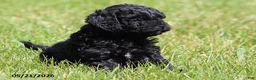 Shihpoo dogs for sale: Hailey - Ad 3