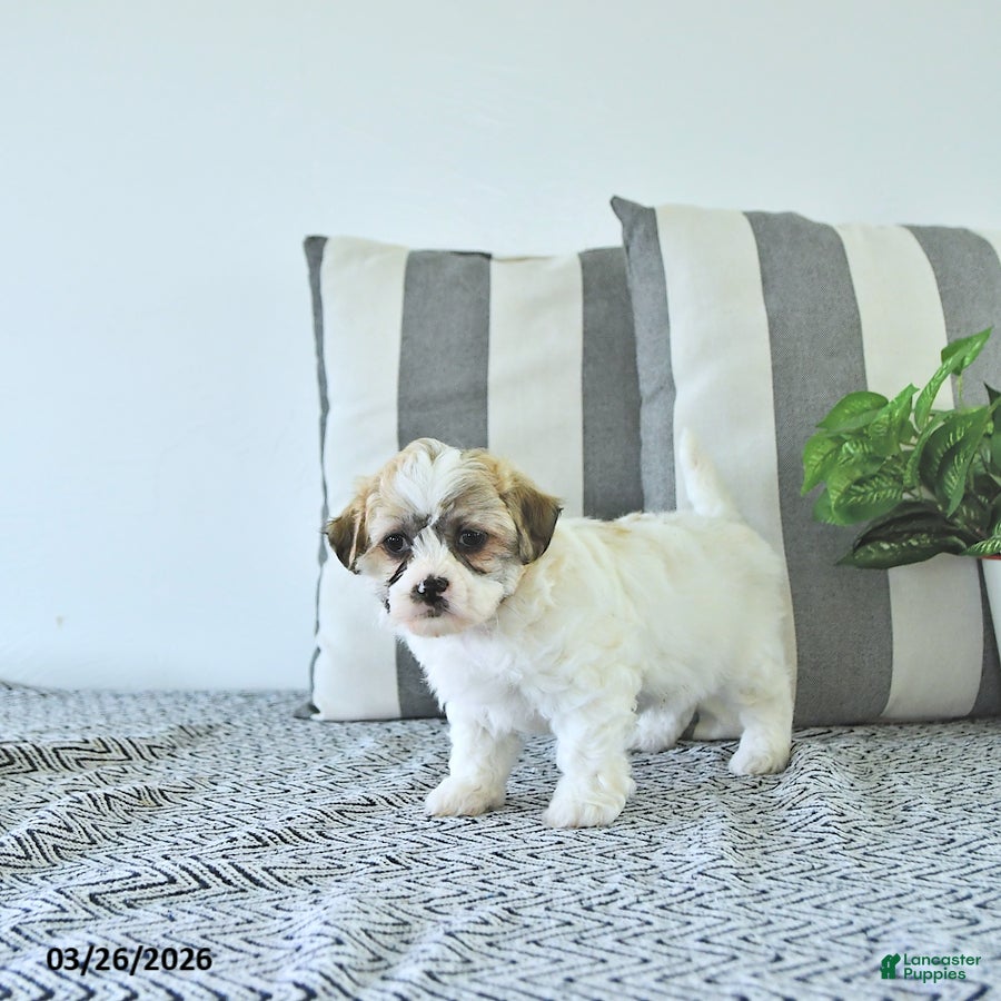 Teddy Bear dogs Molly - Ad 2