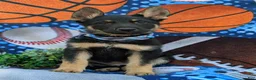 German Shepherd dogs for sale: Pearson - Ad 3