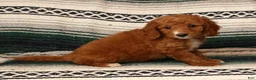 Mini Goldendoodle dogs for sale: Mia - Ad 4