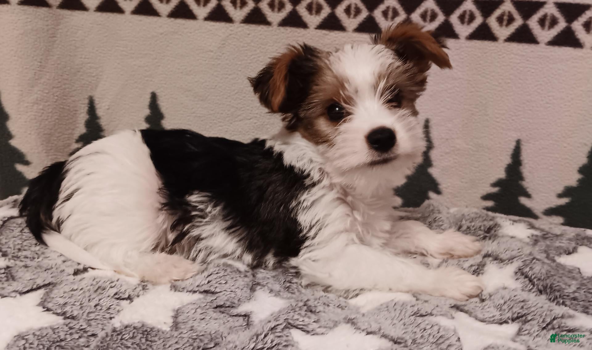 Mixed Breed dogs Pippin - Ad 28