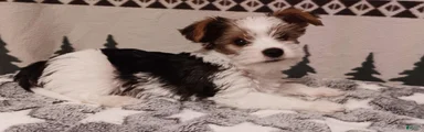 Pippin