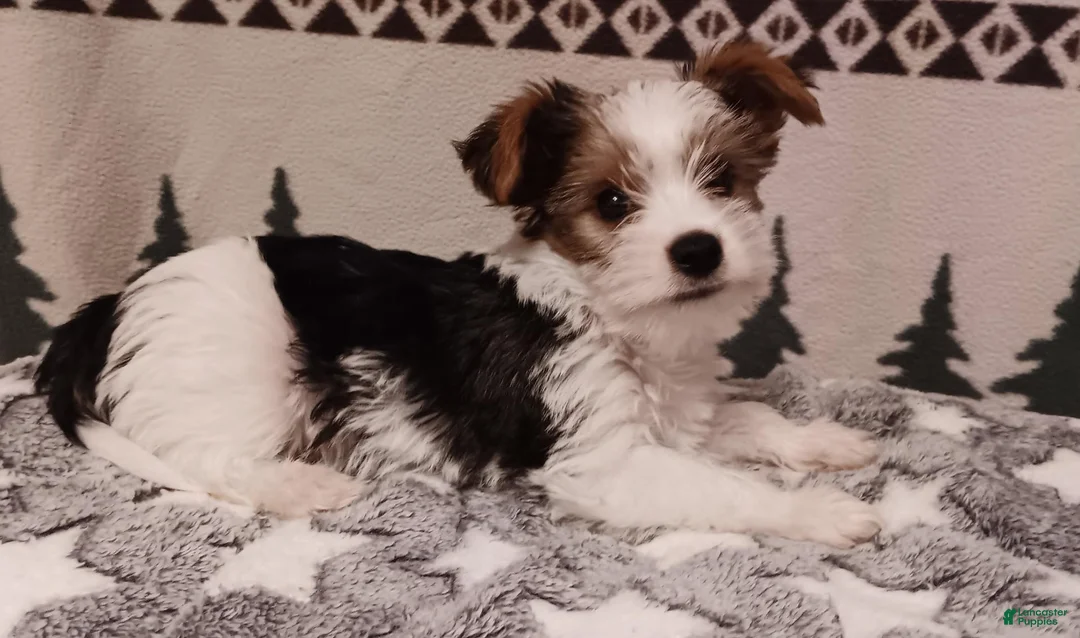 Mixed Breed dogs for sale: Pippin - Ad 1