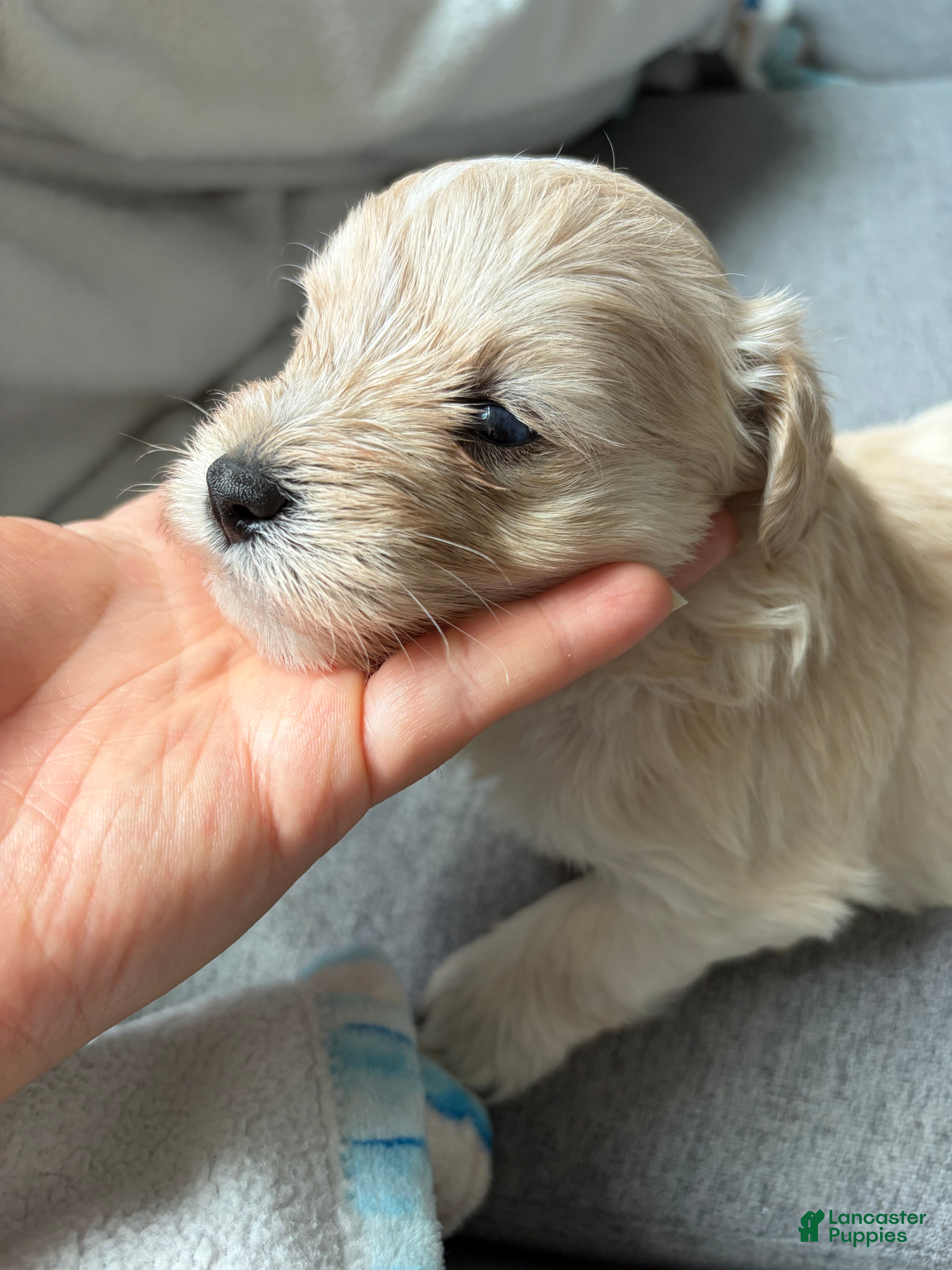 Miniature Schnauzer dogs Buzz - Ad 27