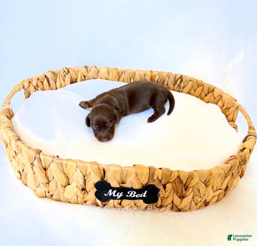 Miniature Dachshund dogs Dakota - Ad 33