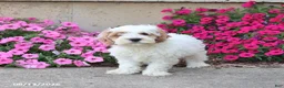 Cockapoo dogs for sale: Diamond - Ad 4