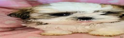 Shih Tzu dogs for sale: Star - Ad 6