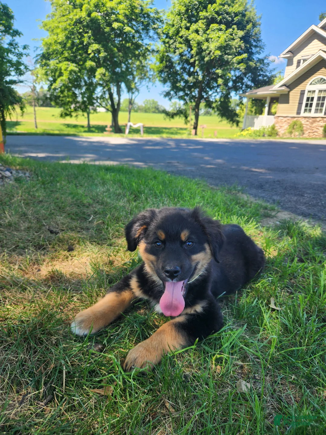 Mixed Breed dogs for sale: Aries  - Ad 2