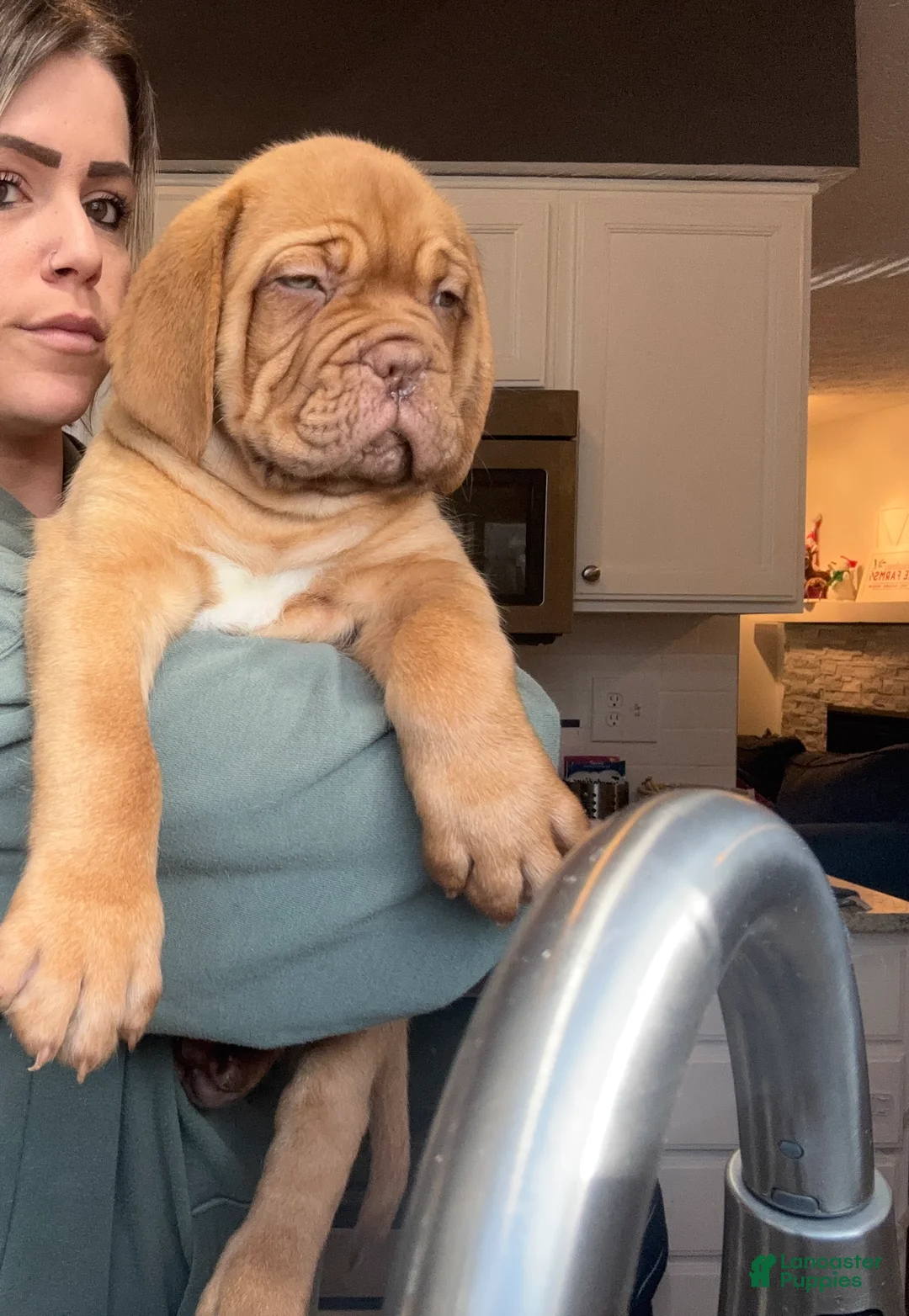 Dogue De Bordeaux dogs for sale: Dogue De Bordeaux Puppy 5 - Ad 3