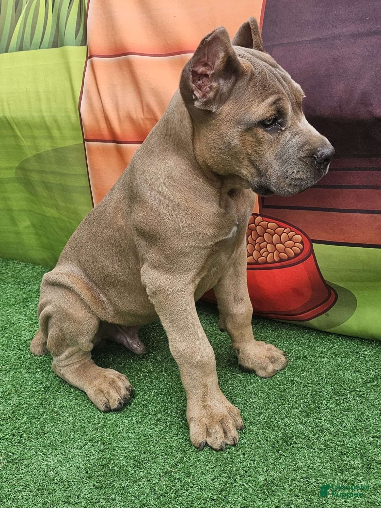 Cane Corso dogs ROCKY - Ad 2