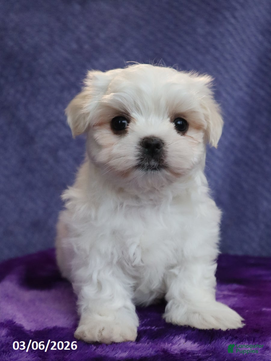 Maltese dogs Nate - Ad 2