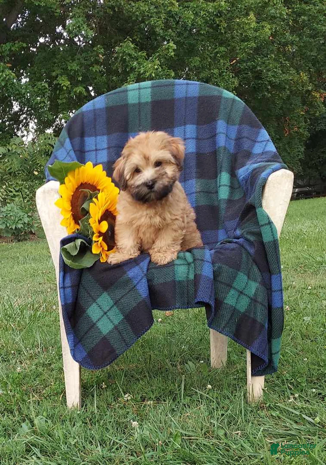 Gallery Image {{count}}