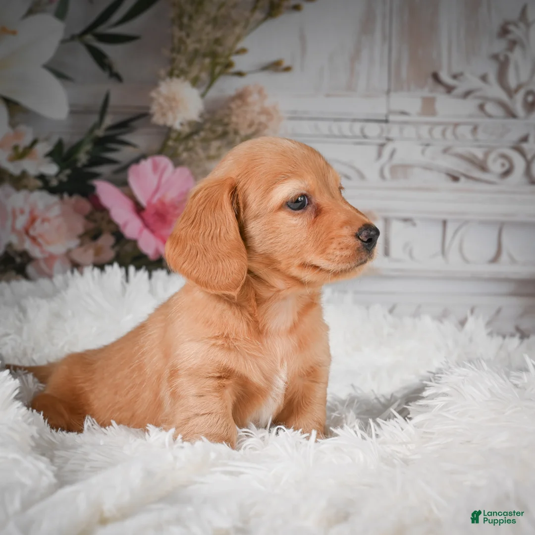 Miniature Dachshund dogs for sale: AKC-Rolex - Ad 2